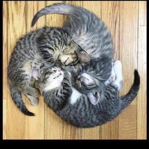 Meet your Posher, Annie